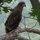 Baby Bald eagle by kary davis