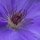 Clematis  by Rusty Wood