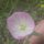 A purple flower my daughter was going to pick by Spring Dickinson