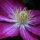 Clematis by Rusty Wood