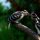 Harry Woodpeckers by Tom Sisemore
