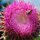 Purple flower by Michael Price
