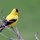 American Goldfinch by Bob Shull
