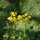 Wild Flower by Chuck Reaves