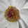 White Flower by Jana Blankenship