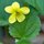 Yellow Violet by Bob Shull