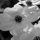 B&W Dogwood by jeri simmons