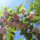 spring by TERESA WALDRON
