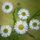 Daisy Fleabane by Bob Shull