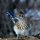 Roadrunner by Tom Sisemore