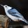 White-breasted Nuthatch by Tom Sisemore