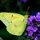 Butterfly by Tom Sisemore