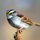 White-Throated Sparrow by Tom Sisemore