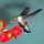 Female Hummingbird by Tom Sisemore