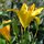 Lilies in the Rose Garden by Tyree Watkins