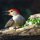 Red-Bellied Woodpecker by Tom Sisemore