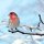 Male House Finch by Tom Sisemore