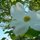 Flowering tree by Betty Hagins