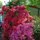 Pretty Flowers by stevan  mccord