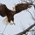 Taking Flight by Bob Shull