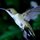 Last Hummer by Tom Sisemore