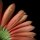 Untitled by Bob Shull