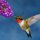 Male Ruby Throat Hummingbird by Tom Sisemore
