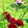 Just Reflections in Roses by Deana Morris
