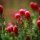 Crimson Clover by Bob Shull