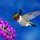 Macro Male Hummingbird by Tom Sisemore