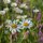 Roadside Wildflowers #7 by James Sybrant