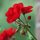 Red Flower by Laura Kolb