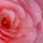 Pink Rose and water drops by Suzanne Guinn