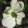 Spring Dogwood  by Margi Tucker