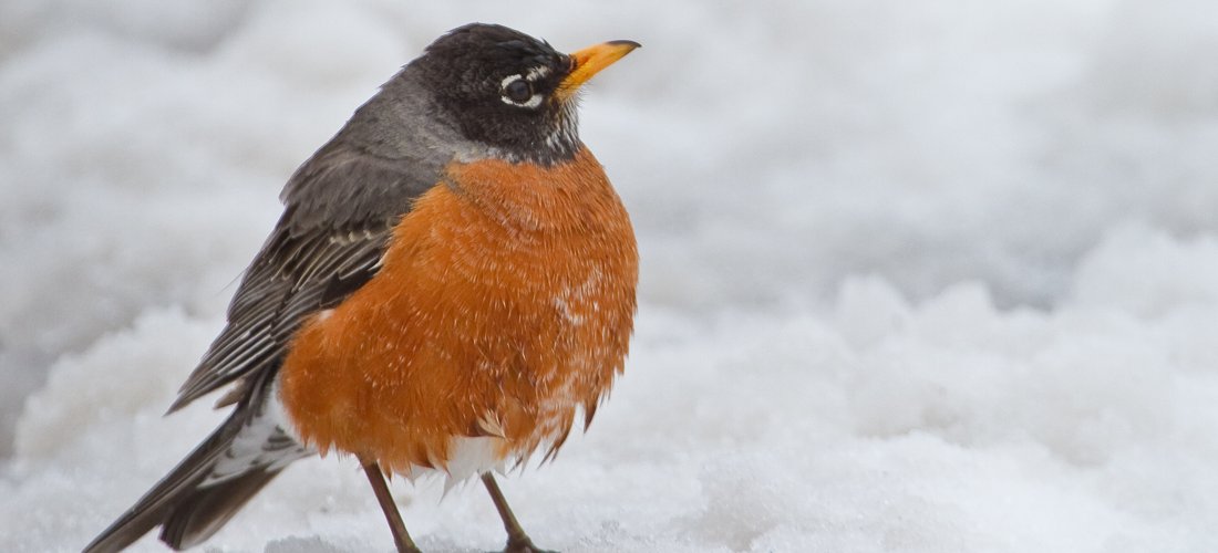 Robin on a snowy day by Bob Shull