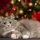 Xmas Kitty by Bob Shull