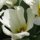 White Tulips by Jana Blankenship