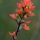 Indian Paintbrush by Bob Shull