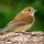 Female Indigo Bunting by Tom Sisemore