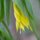 Large Bellwort by Bob Shull