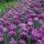 single yellow in a field of purple by Nancy Cowan