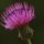 Tall Thistle by Steve Barnard