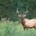 Elk Bull by Bob Shull