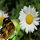 Butterfly Daisy by Rick Friedle