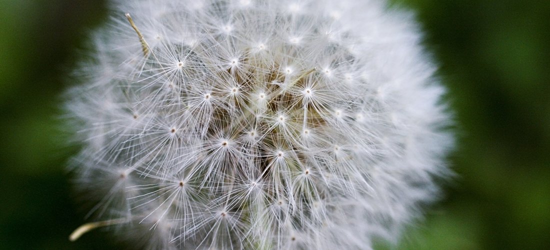Pure Detail by Callie-Anne McClure