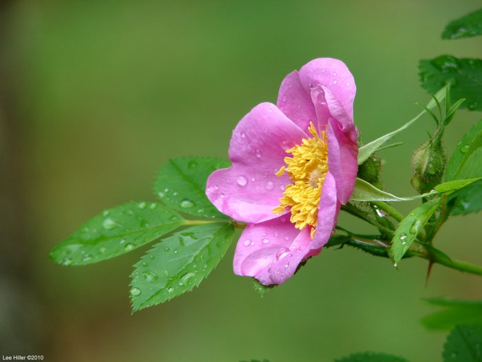 Spring Storm Beauty by Lee Hiller