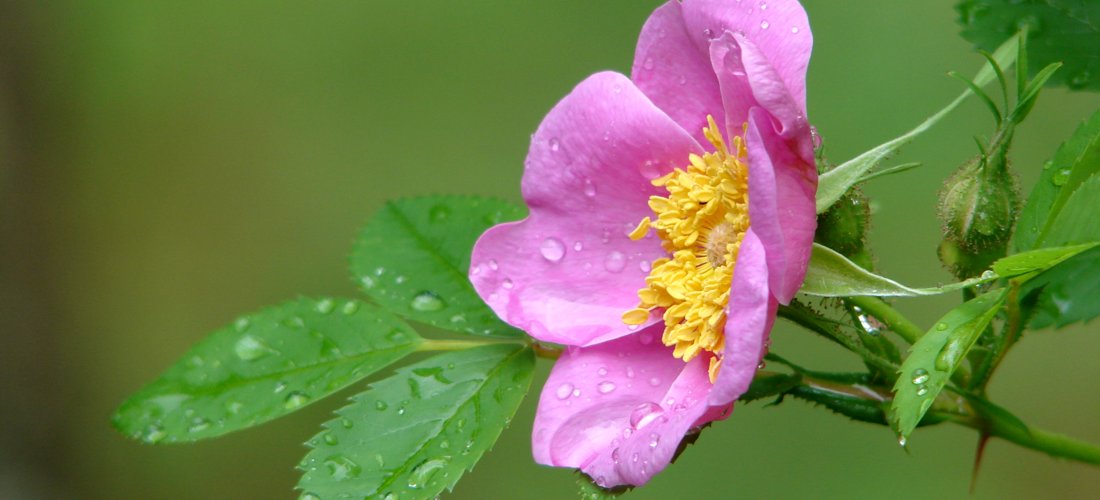 Spring Storm Beauty by Lee Hiller