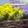 Flowers by Betty Hagins