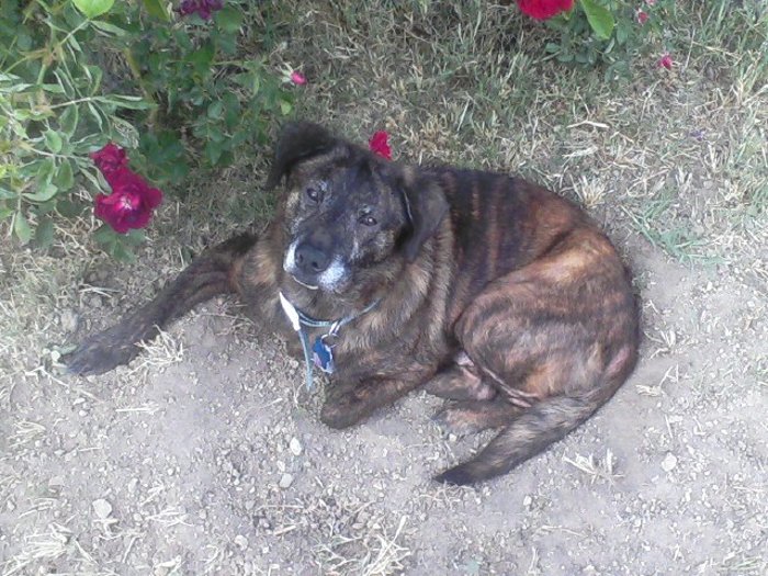 Rosco by Lisa Pierce lisa pierce. Rosco by Lisa Pierce