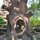 Through the hollow tree by Shirley Jackson